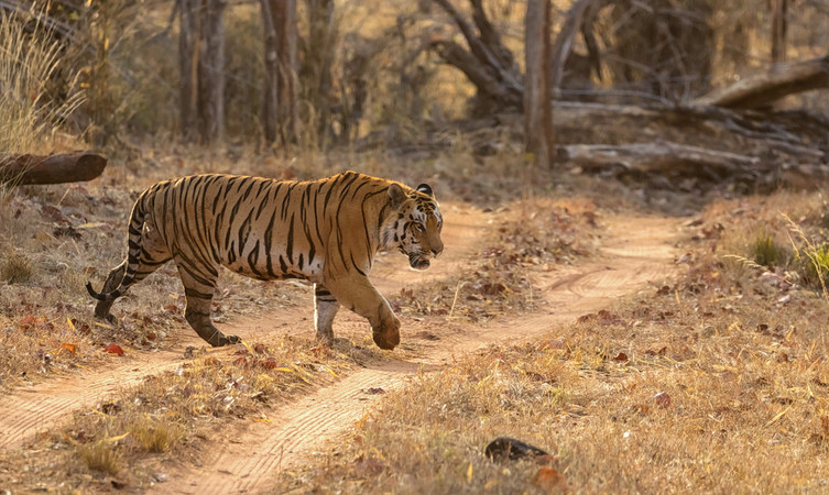 satpura-national-park-img
